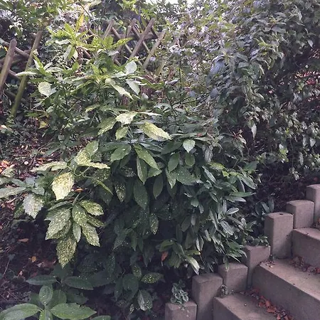 Rosengarten